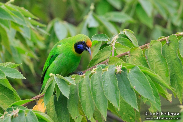 Golden-fronted Leafbird, Doi Pha Hom Pok National Park, Thailand